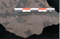 Foto (Detailansicht) von Noeggerathia palmaeformis Goeppert (NHMW-GEO-2024-0188-10755)